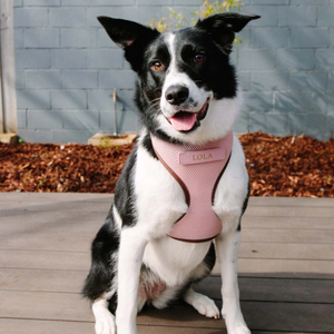 Harness anjing tanpa tarik, Harness kain jala kekang anjing kecil hewan piaraan, Harness kerah kucing anjing kustom Modern - Product Image 3