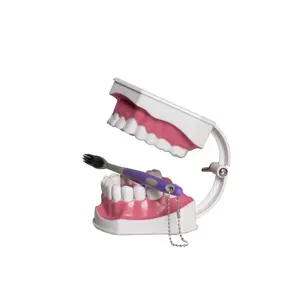 2X size Teeth model brush teeth model ( down tooth Movable)