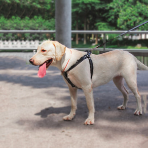 Conjunto de arnés y correa de cuero para perros Chaleco de arnés de hombro con cuello mediano y grande - Product Image 3