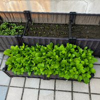 Bac de plantation surélevé de taille personnalisable avec bouchon de drainage en plastique PP, adapté aux animaux domestiques, pour la plantation de légumes, de fruits et de fleurs