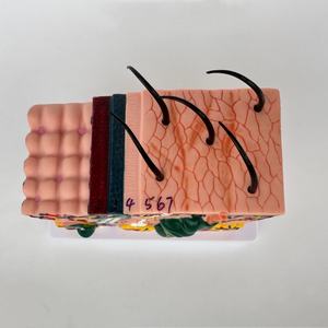Modelo de Piel Humana de Alta Calidad, 30 Veces el Tamaño Real, para Salón de Belleza y Escuela de Medicina - Product Image 6