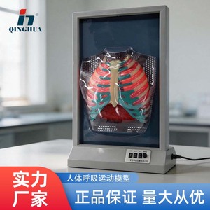 Modèle de mouvement respiratoire humain Qinghua, simulation du mouvement diaphragmatique, modèle cardio-pulmonaire humain, enseignement biomédical - Product Image 5