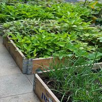 Jardinière en bois avec bordure de serre, empilable, 120x80x20cm, en pin, pour potager extérieur