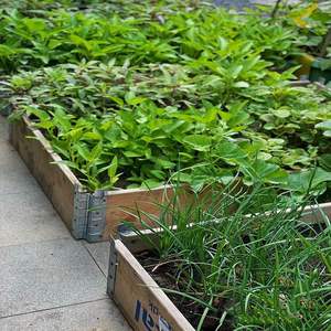 Boîte de jardinière en <span class=keywords><strong>bois</strong></span> revêtue de poudre empilable 120*80*20CM avec bordure de cadre froid - Product Image 6