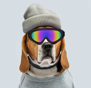 <span class=keywords><strong>Lunettes</strong></span> <span class=keywords><strong>de</strong></span> sécurité transparentes <span class=keywords><strong>pour</strong></span> <span class=keywords><strong>chien</strong></span> <span class=keywords><strong>de</strong></span> compagnie-Pare-brise <span class=keywords><strong>de</strong></span> moto, <span class=keywords><strong>lunettes</strong></span> <span class=keywords><strong>de</strong></span> <span class=keywords><strong>protection</strong></span> personnelle, <span class=keywords><strong>lunettes</strong></span> <span class=keywords><strong>de</strong></span> sécurité anti-éclaboussures et <span class=keywords><strong>de</strong></span> soudage - Product Image 3