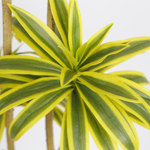 180cm arbre artificiel Faux Dracaena Reflexa en pot fausses plantes tropicales pour la maison bureau magasin <span class=keywords><strong>chambre</strong></span> déco - Product Image 2