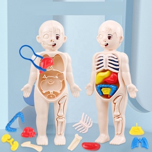 Modèle de structure des organes humains pour l'éducation scientifique des enfants, jouet éducatif en plastique, jeu d'assemblage et d'association pour les enfants de 5 à 13 ans, unisexe - Product Image 5