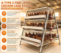 Système Automatique de Cages pour Poules Pondeuses, Cage Avicole Galvanisée pour l'Élevage Professionnel