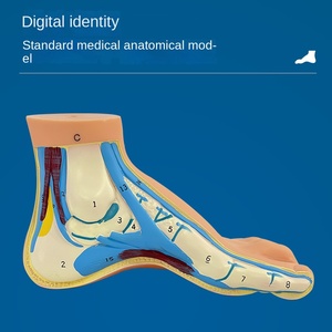Modèle d'anatomie musculaire du pied humain - Modèles de pathologie du pied plat arqué normal en PVC - Product Image 3