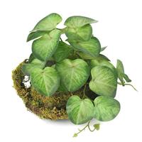 Plante Artificielle de Luxe : Feuilles de Vetchie Chinoise Vertes Personnalisées en Pot pour Décoration d'Intérieur, Plafond, Fenêtre Tropicale, Aménagement Paysager en Plastique
