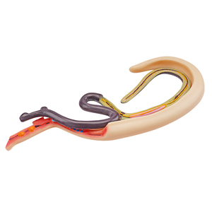 Insecto sediento de sangre de plástico agrandar modelo anatómico equipo educativo modelo de parásito esquistosoma sangre Flukes modelo médico - Product Image 3