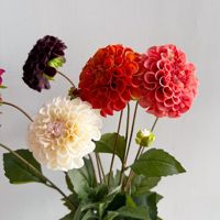 Y-H101 Dahlia Grosir Bunga Dahlia Real Touch 2 Kepala untuk Dekorasi Pernikahan Dekorasi Rumah Bunga Sutra Bunga Artificial