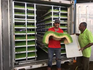 Lyine Màu Xanh Lá Cây Thức Ăn Gia Súc Máy Vận Chuyển Container Trang Trại Với Thủy Canh Phát Triển Hệ Thống - Product Image 4