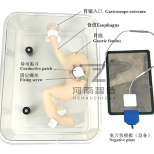Maniquí de Entrenamiento para Cirugía de Gastroscopia ESD, Modelo de Estómago de Tamaño Real, Material de PVC Avanzado, Fantoma de Ultrasonido de Alta Calidad para - Product Image 4