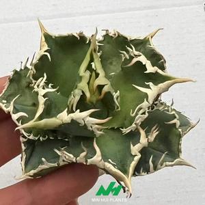 Planta Verde de Interior Popular, Planta Suculenta - Agave Titanota Espino Blanco, Planta en Maceta Cuidadosamente Cultivada, Fabricante MIN HUI - Product Image 6