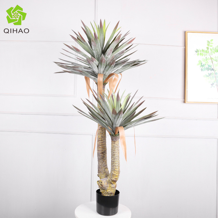 Yucca florida de 1,3 metros (122 hojas)