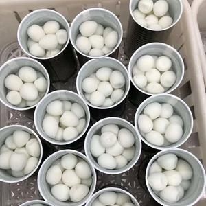 Œufs de caille pelés et cuits en vrac, qualité alimentaire, naturels, prêts à consommer, riches en protéines, vente en gros directe d'usine, qualité export - Product Image 5