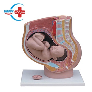 Modèle anatomique HC-S271, modèle d'organes humains sagittaux féminins pour l'école de médecine, modèle anatomique - Product Image 1