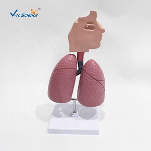 Modelo del Sistema Respiratorio para el Estudio del Asma: Comparación Visual de Bronquios Sanos y Vías Respiratorias Contraídas por Asma para la Enseñanza de Pulmonología - Product Image 3