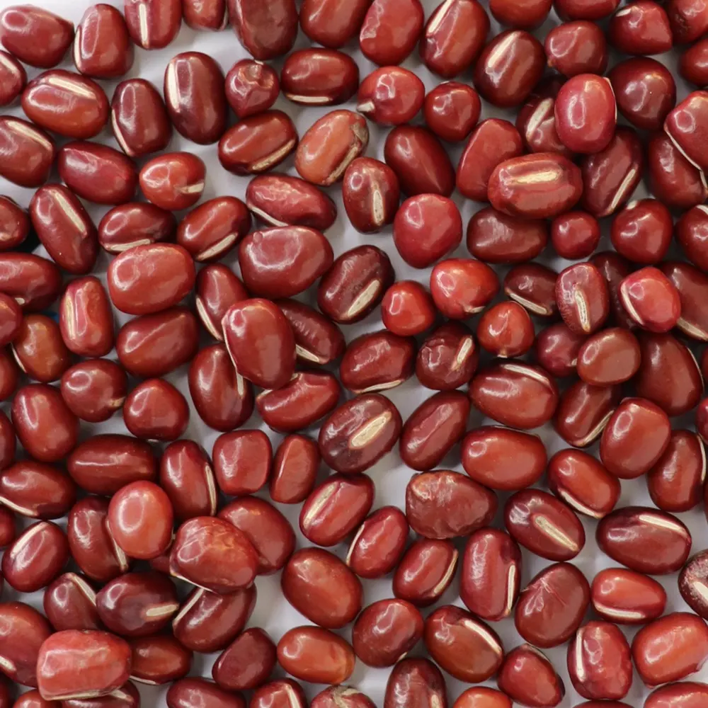 Kacang Vigna kacang Azuki Adzuki kacang merah