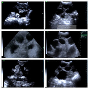 Varkenskat Hond Herbruikbare Draagbare Draagbare Mini Echografie <span class=keywords><strong>Machine</strong></span> Voor Zwangerschap - Product Image 6