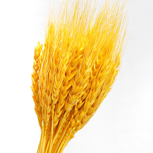 Paquet de tiges de blé <span class=keywords><strong>séchées</strong></span> naturelles pour bricolage décor de cuisine à la maison gerbes de blé séché <span class=keywords><strong>bouquet</strong></span> floral de blé séché conservé - Product Image 6