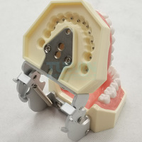 Modèle dentaire à 28 dents Gencives souples Modèle de science médicale anatomique Résine Matériau PVC Vis-Tournevis fixe amovible sans dents