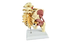 Modelo Anatómico de Pelvis y Columna Lumbar Humana de PVC Ecológico para Ciencias Médicas, Equipo Educativo Neuromuscular de Cadera