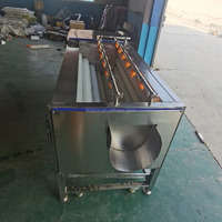 Machine de lavage et de pelage de racines de lotus 150 kg/h en acier inoxydable 304, vente en gros d'usine, machine de lavage de curcuma