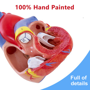 Modelo Anatómico del Corazón Humano, para Enseñanza Médica, con Soporte, Certificación CE/ISO - Product Image 2