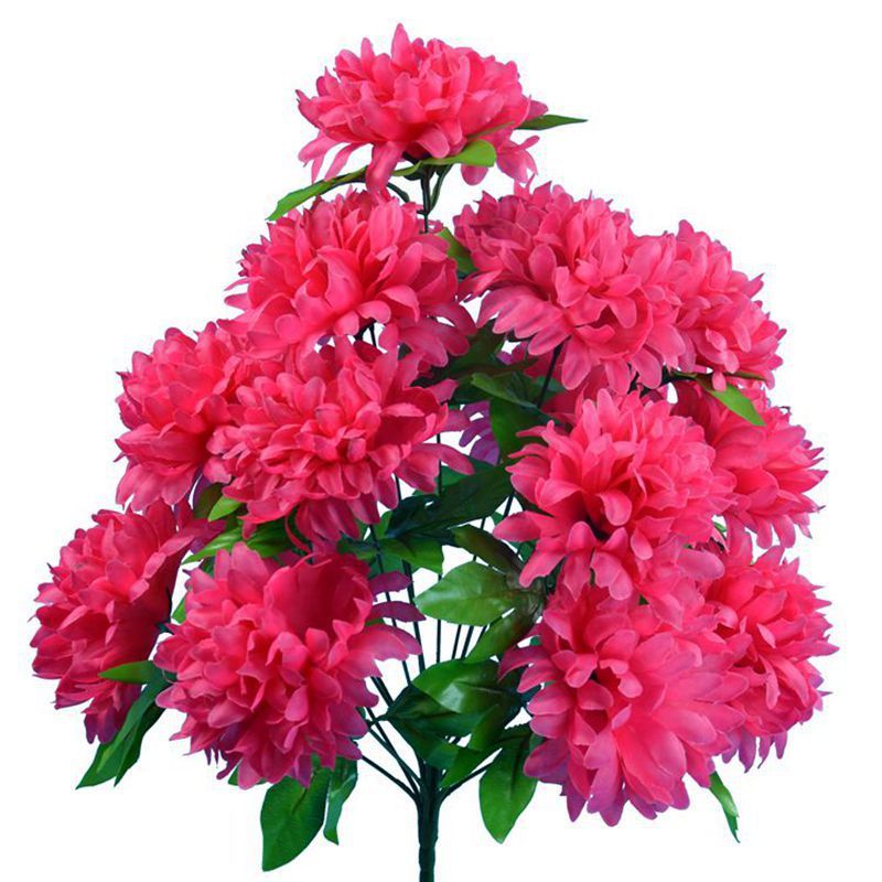rosa 03