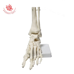Modelo de huesos del pie, modelo de articulación de pie <span class=keywords><strong>humano</strong></span> de PVC con ligamentos, modelo de <span class=keywords><strong>tobillo</strong></span> de tamaño real para enseñanza médica anatómica - Product Image 6
