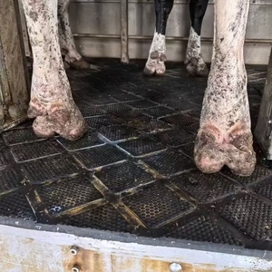 ¿La vaca está enferma en el establo húmedo? Pruebe esta alfombra absorbente de agua y a prueba de humedad para vacas. - Product Image 4
