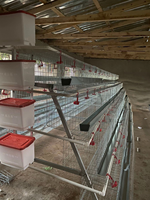 Cage automatique pour poules pondeuses et poulets de type batterie, en treillis métallique, pour 1000 poulets