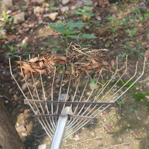 Outils de jardinage et agricoles: <span class=keywords><strong>grand</strong></span> râteau à gazon à 14 dents, <span class=keywords><strong>grand</strong></span> râteau en fer pour pelouses, râteau de nettoyage de <span class=keywords><strong>jardin</strong></span>, manche en bois - Product Image 3