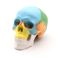 Simulación de suministro de fábrica de recursos didácticos Mini modelo de cráneo colorido anatómico humano tamaño pequeño