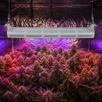 Lampes de culture LED intégrées étanches 500W personnalisées LM301H à spectre complet réglable 3000K 5000K pour système d'agriculture verticale