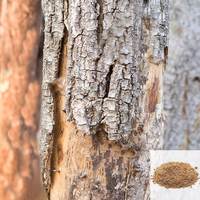 Poudre d'écorce de mangue sauvage cultivée biologique Extrait de plante alimentaire santé pour les formulations de compléments alimentaires pour volailles/animaux