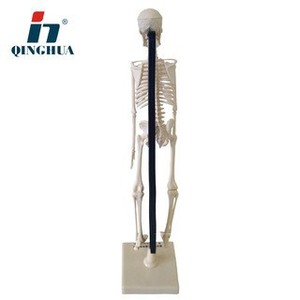 Modèle biologique de squelette humain Qinghua QH3302-6-2 de 42 cm, crâne médical détachable pour l'enseignement, personnalisable - Product Image 2