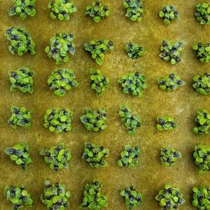 Upuper CP T25 25x25mm hạt giống khởi động Cây Giống cắm phát triển phương tiện truyền thông đá len khối thủy canh - Product Image 6