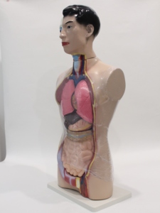 Modèle <span class=keywords><strong>de</strong></span> torse humain <span class=keywords><strong>de</strong></span> 85 cm, 15 parties détachables, PVC, taille réelle, pour ressources pédagogiques médicales, CE ISO ROHS CNAS - Product Image 2