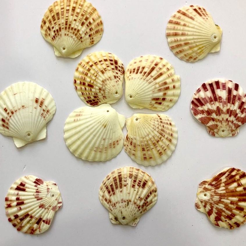 Conchiglie Naturali Bianche 500g - Decorazioni Artigianali Per Fai Da Te E Progetti Creativi - Foto 8