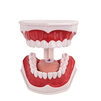 Modèle oral OEM anatomie dentaire exercice de préparation dentaire amovible pour l'enseignement