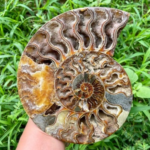 Fossile di Ammonite Naturale all'Ingrosso, Esemplare Minerale, Cristallo Decorativo per Casa e Regalo Festivo - Product Image 2