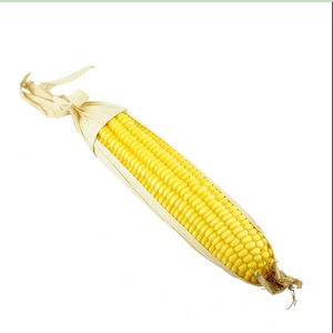 Maïs artificiel sur <span class=keywords><strong>le</strong></span> Cob-faux accessoires de légumes <span class=keywords><strong>en</strong></span> plastique décoratifs - Product Image 4