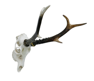 Estatuilla de ciervo de resina con astas-Ideal para entusiastas de la decoración rústica y de caza, perfecto para hogares, cabañas, <span class=keywords><strong>cuevas</strong></span> de hombres - Product Image 4