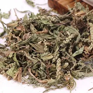 Grosir Che qian cao New bulk Plantaginis Herba hijau kering Asiatic plaintain Herba untuk dijual