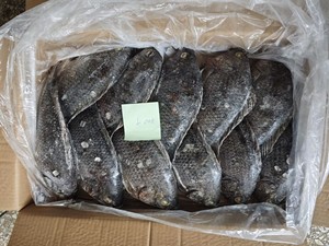 Vente en gros de poisson congelé BQF Tilapia 800g+ BQF 100% POISSON VIVANT en promotion Prix usine de Tilapia BQF élevé en ferme - Product Image 3