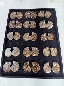 Pierre précieuse d'ammonite naturelle de qualité supérieure, polie, décorative, pour la création de bijoux, la décoration intérieure et les objets de collection, disponible à la vente - Product Image 1