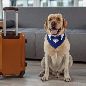 Tanpopo Collier pour <span class=keywords><strong>chien</strong></span> Bandana Écharpe <span class=keywords><strong>Noeud</strong></span> <span class=keywords><strong>papillon</strong></span> Bavoir formel Vêtements élégants Accessoire de costume Mariages et occasions spéciales Collier pour animaux de compagnie - Product Image 4
